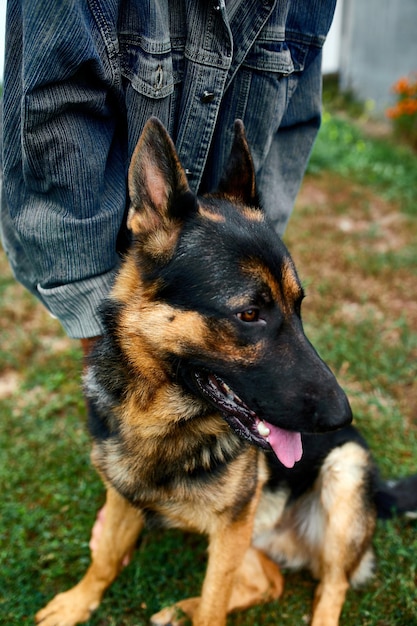 Pastor Alemán de perfil con una lengua que sobresale amor perro mascota al aire libre de verano