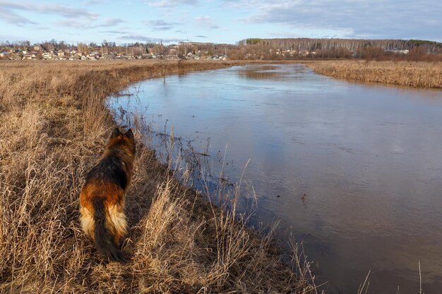 Pastor alemán el perro está parado en la orilla del río