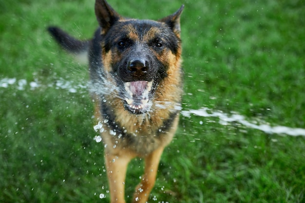 El pastor alemán del perro juguetón intenta coger el agua de la manguera de jardín