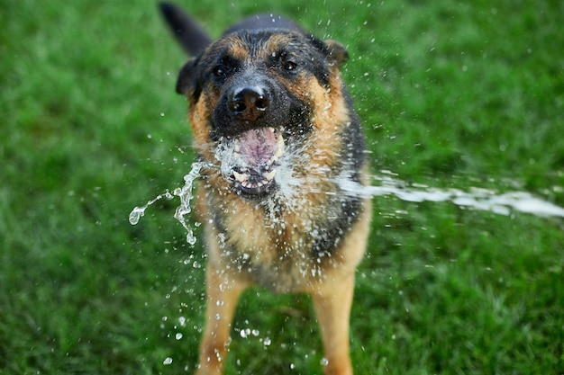 El pastor alemán del perro juguetón intenta coger el agua de la manguera de jardín