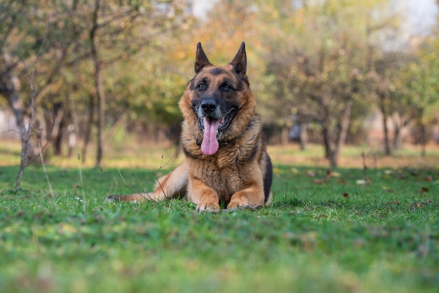 Pastor Alemán Perro Policía Alsaciano