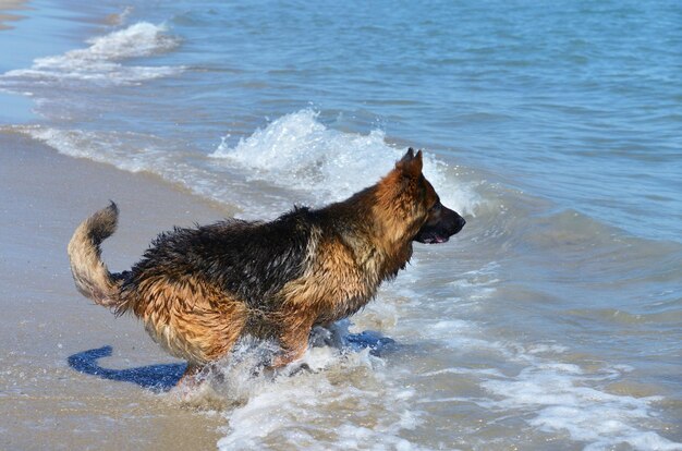 pastor alemán en la playa