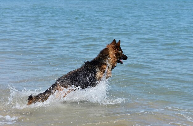 pastor alemán en la playa