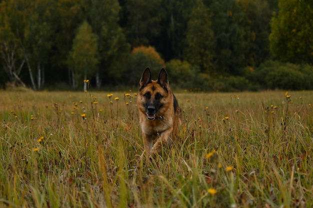 El pastor alemán rojo negro camina contra el fondo del bosque verde dorado mezclado de otoño y sonríe
