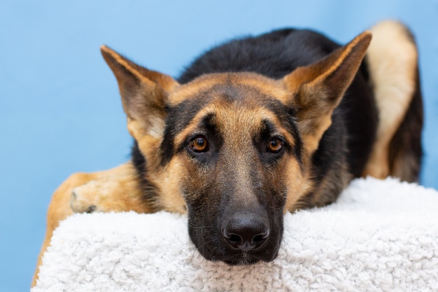 Un pastor alemán solitario descansando. triste perro enfermo