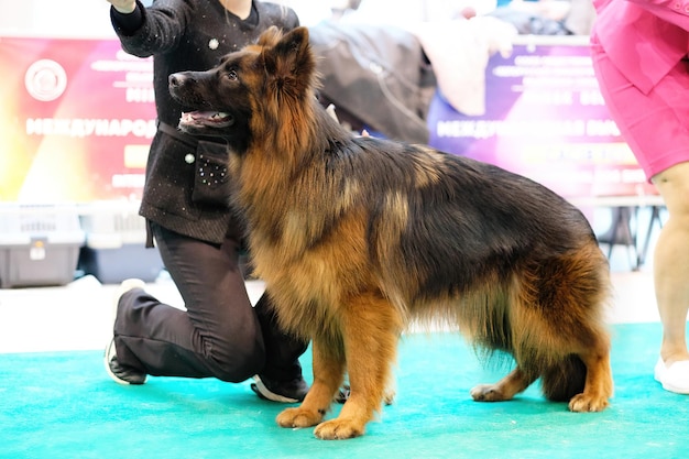 Pastor alemán en un stand durante una exposición canina