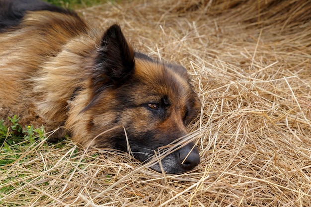 Pastor Alemán Un triste perro enfermo yace en el heno Cabeza de perro