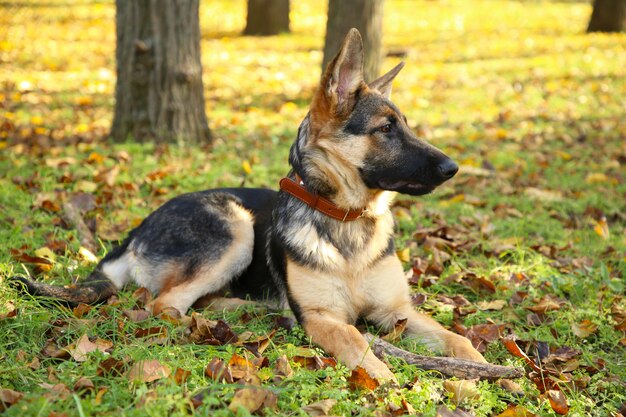 Pastor Alemán tumbado en el parque otoño, perro en el bosque