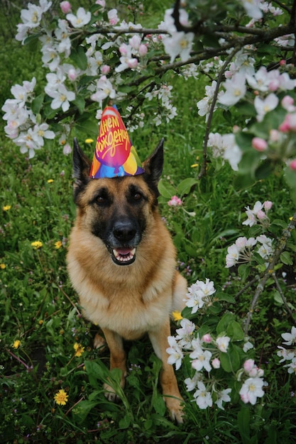 El pastor alemán usa una gorra de papel en la cabeza con una inscripción en ruso feliz cumpleaños