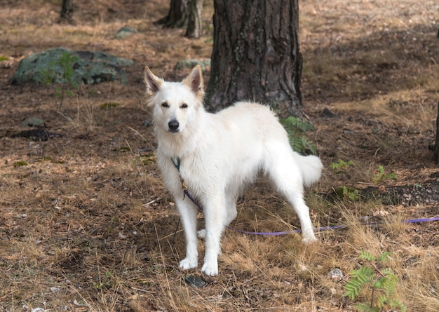 Um cão branco com uma mancha preta em um olho em um parque, pastor suíço  branco misturado com ponteiro inglês