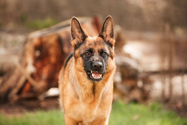 Pastor alemão brincando na grama do parque. Retrato de um cão de raça pura.