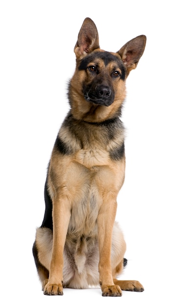 Pastor alemão com 1 ano de idade. Retrato de cachorro isolado