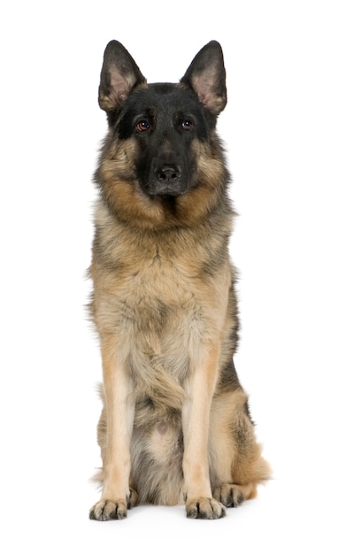 Pastor alemão com 2 anos. retrato do cão isolado / alsaciano. retrato de cachorro isolado