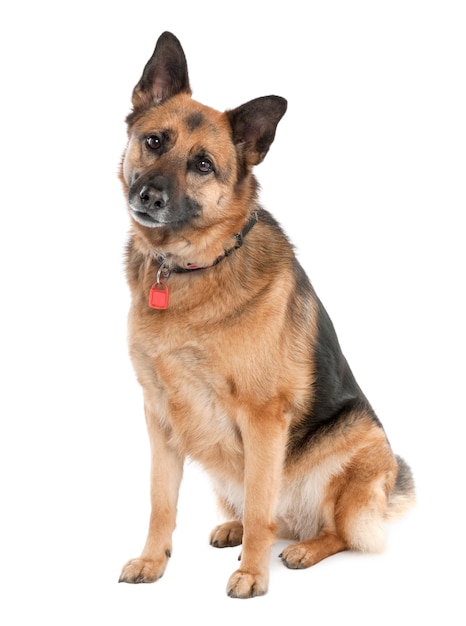 Pastor alemão com 5 anos de idade. retrato do cão isolado / alsaciano. retrato de cachorro isolado