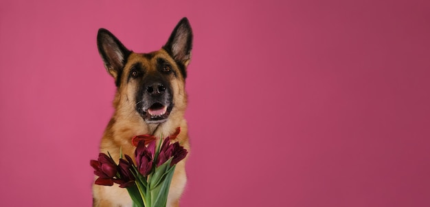 Pastor alemão com gravata borboleta e buquê de tulipas Cartão postal com animais de estimação em rosa para dia dos namorados