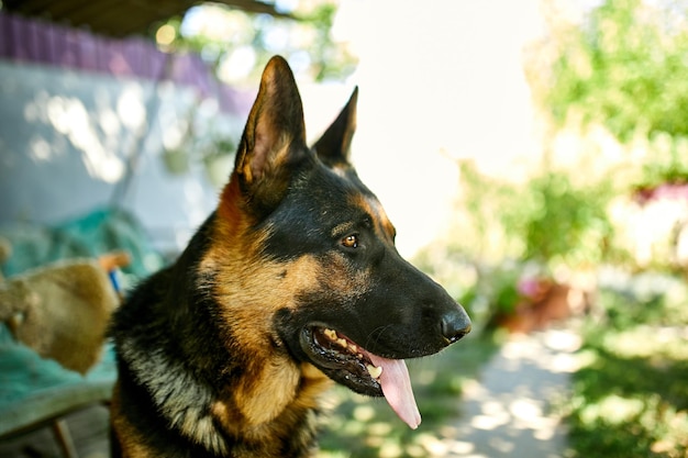 Pastor alemão em perfil com uma língua saliente amor cão verão animal de estimação ao ar livre