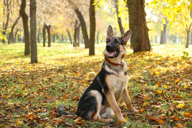 Pastor alemão no parque outono. Cão na floresta