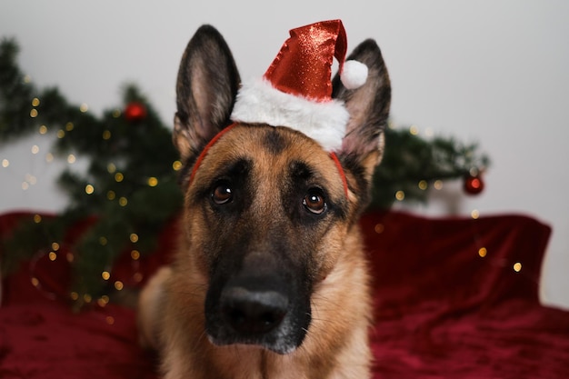 Pastor Alemão usa retrato de chapéu vermelho de Papai Noel de perto