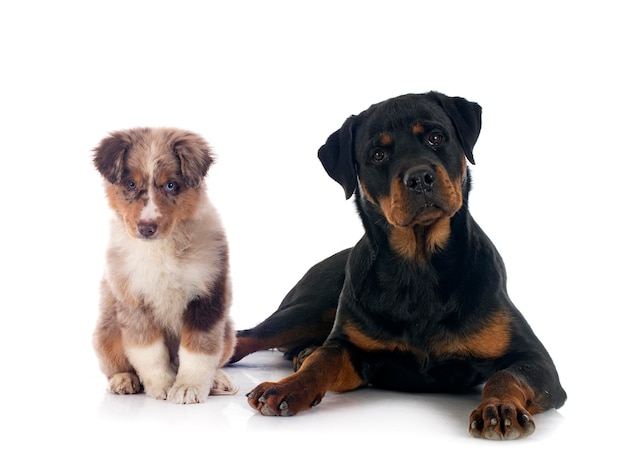 Pastor americano en miniatura y rottweiler delante de un fondo blanco