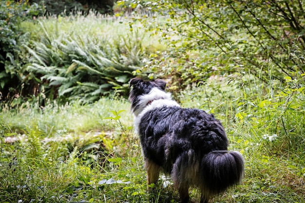 Pastor australiano contemplando a natureza