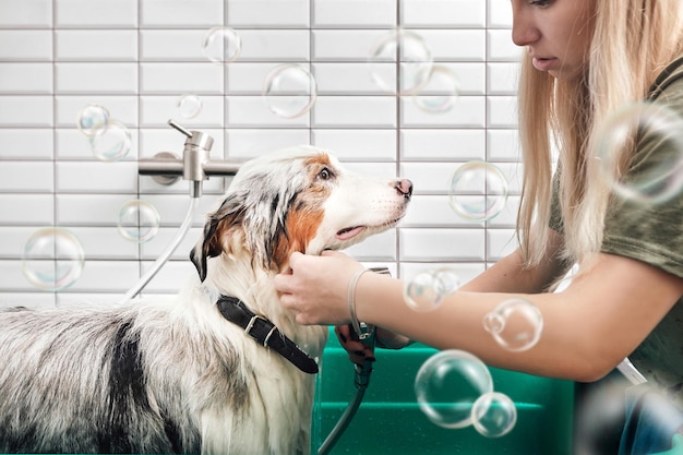 Pastor australiano está tomando banho com xampu em banho de cachorro