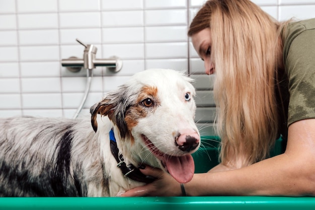 Pastor australiano está tomando banho com xampu em banho de cachorro