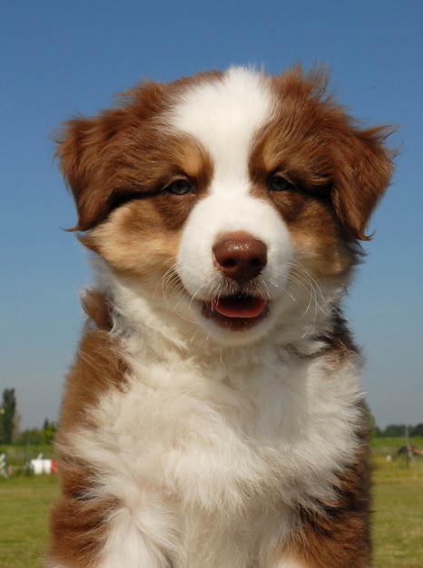 Pastor australiano filhote de cachorro