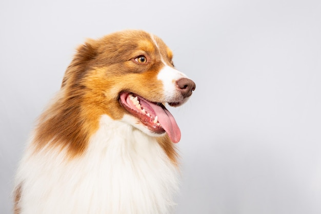 Pastor australiano jovem cão em estúdio em fundo cinza branco