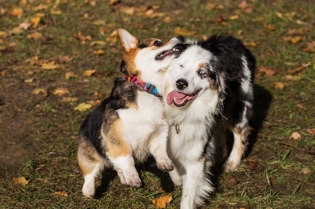 Pastor australiano jugando con corgi pembroke en bosque de otoño