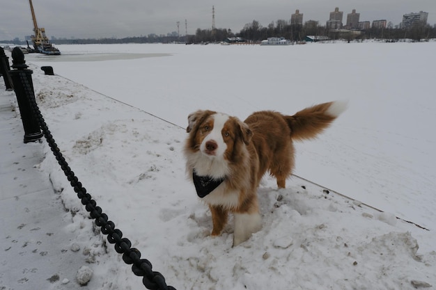 El pastor australiano Merle rojo usa un pañuelo alrededor del cuello y se para en el parque en la nieve