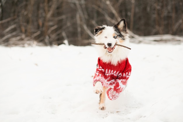 Pastor australiano en suéter de Navidad corriendo en el bosque de invierno con bastón.