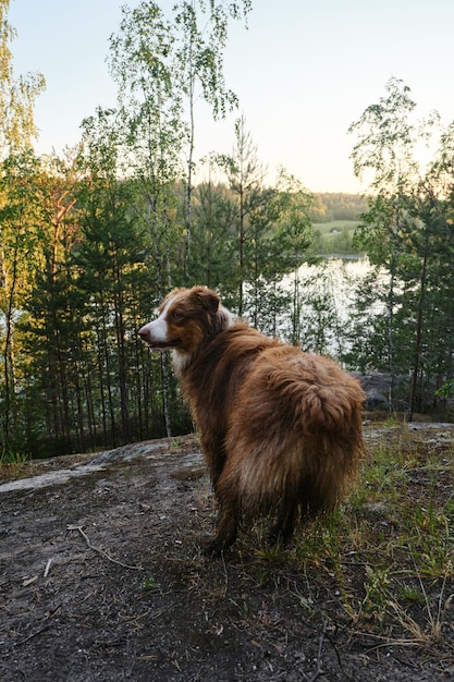 El pastor australiano viaja por el bosque de Karelia en verano se para y disfruta de las vistas