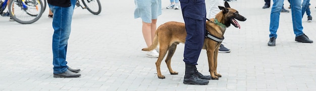 Pastor belga de Malinois guarda a fronteira As tropas da fronteira demonstram a habilidade dos cães