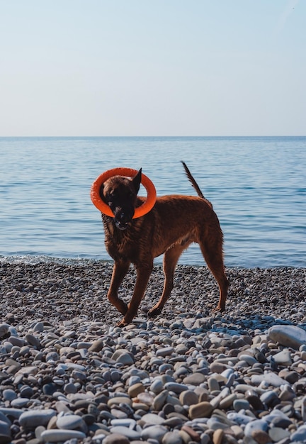 El pastor belga Malinois de color rojo juega con un anillo de juguete para perros en la playa. Hermoso Thoro obediente