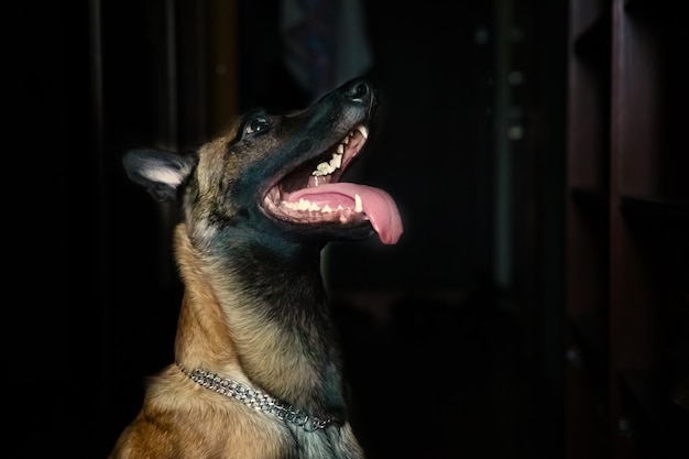 Pastor belga Malinois com a boca aberta em um fundo escuro