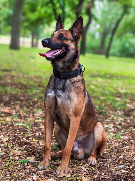 Pastor Belga Malinois com a boca aberta