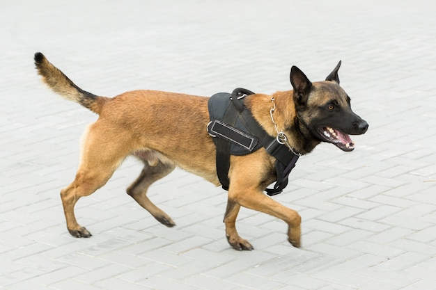 Pastor belga Malinois custodian la frontera Las tropas fronterizas demuestran la habilidad de los perros