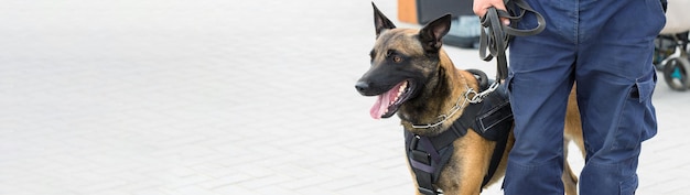 El pastor belga malinois guarda la frontera Las tropas fronterizas demuestran la habilidad de los perros