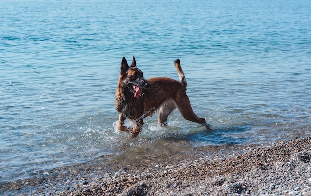 el pastor belga malinois nada en el mar, el perro juega en la playa, el perro en la naturaleza