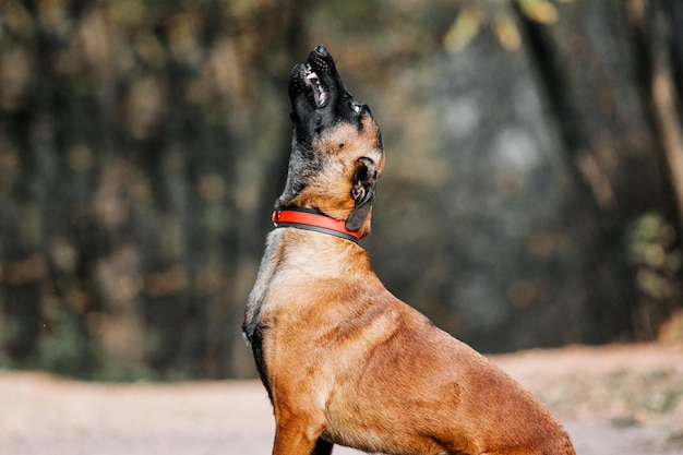 Foto pastor belga malinois parado en hojas caídas en el parque público. caída de otoño. perro feliz en