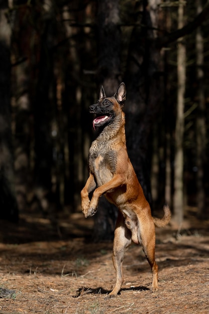 Pastor Belga Malinois parado en hojas caídas en el parque público. Caída de otoño. perro feliz en