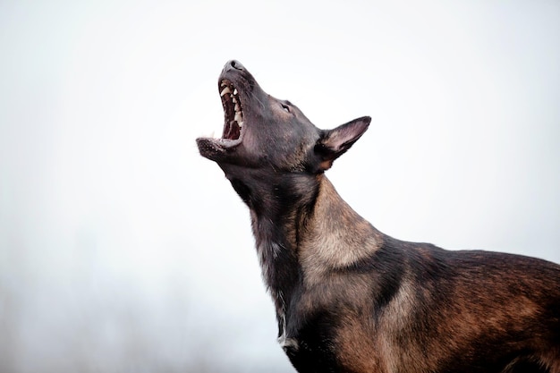 Pastor Belga Malinois de paseo. Caída de otoño. Perro feliz al aire libre. perro activo