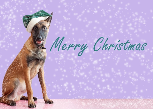 Pastor belga Malinois senta-se com um chapéu de elfo verde na cabeça na neve feliz cartão de Natal