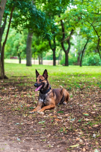 Pastor belga Malinois sentado en la hierba verde