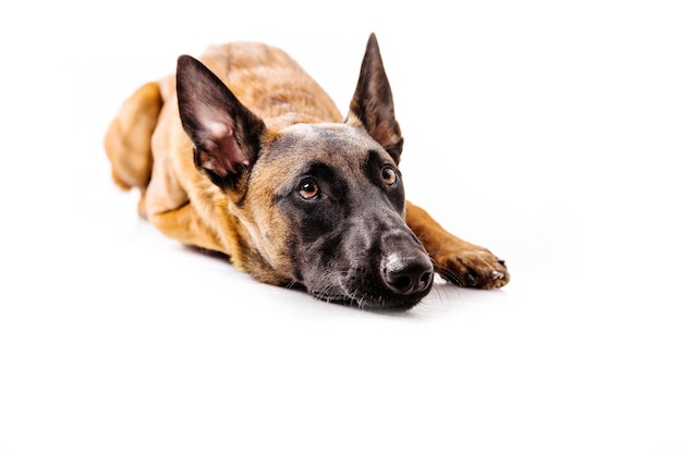 El pastor belga El perro Malinois aislado sobre fondo blanco.