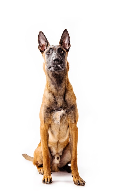 El pastor belga El perro Malinois aislado sobre fondo blanco.