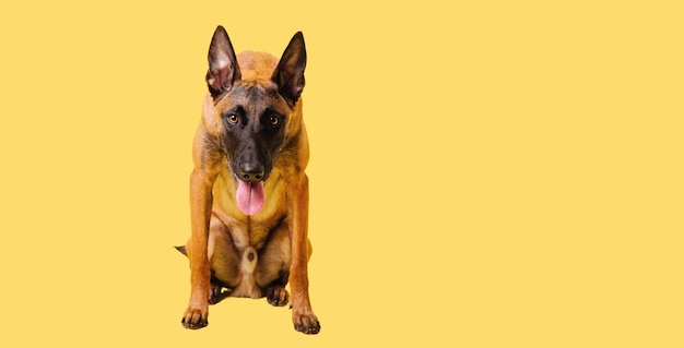 El pastor belga El perro Malinois sobre fondo amarillo Cortar Banner aislado