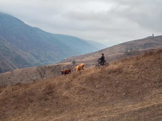 Un pastor en bicicleta pasta vacas en una ladera de montaña de otoño Ingu