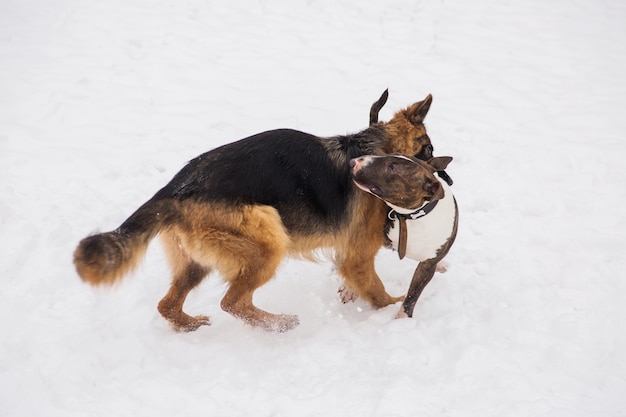 Pastor y bull terrier que juegan en la nieve en un parque. Perros de pura raza juguetones