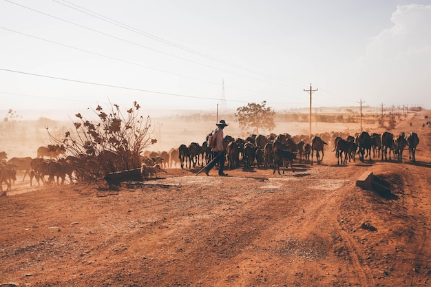 Pastor caminando con vacas en el desierto contra el cielo